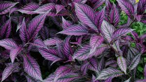 Image result for Strobilanthes