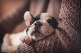 Maybe you would like to learn more about one of these? Toledo Pet Care Services Love Luxury At Karnik On Black