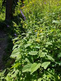 Image result for Ferraria glutinosa