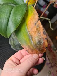 Image result for puklice na orchideích obrázek