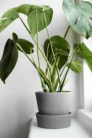 Monstera Plants In 2019 Ikea Plants House Plants Interior Plants