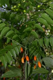 Image result for Clausena anisata