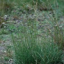 Image result for Hubbardochloa gracilis