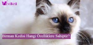 birman kedisi hangi ozelliklere sahiptir kedi ordu simsek