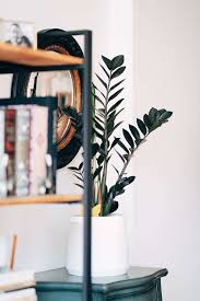 Maybe you would like to learn more about one of these? Zz Raven Plant Care Flatwithplants