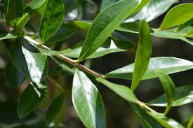 Image result for Olinia rochetiana