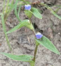 Image result for Cyanotis foecunda