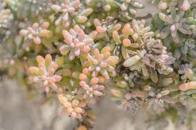 Image result for Suaeda vermiculata