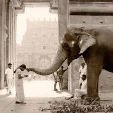 Elephas Maximus Indicus Chphotography Connie Horler Elephant Elephant Love Photo