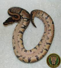 Is it okay for my ball python to shed in pieces? The Shedding Process Where My Scales Slither