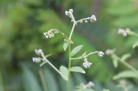 Image result for Cynoglossum lanceolatum