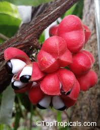 Image result for Paullinia