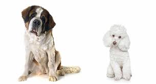 Saint bernard x poodle puppies are called saint berdoodles and we have the most adorable saint berdoodle puppies available for you to. Saint Berdoodle The St Bernard Poodle Mix Breed Guide