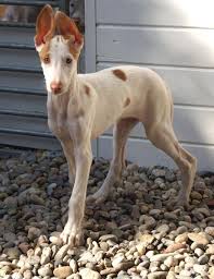 Ushastik Hound Puppies Ibizan Hound Dogs
