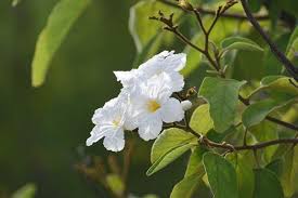 Image result for Cordia pilosissima