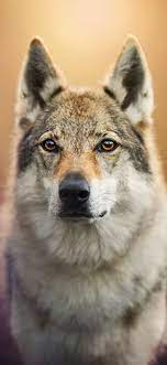 Iphone Xs Max Wallpaper Wolf Find Your Wallpaper Wolf With Blue Eyes Wolf Wallpaper 4k Wallpaper Iphone