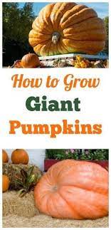 How To Grow Giant Pumpkins Giant Pumpkin Growing Pumpkins Pumpkin