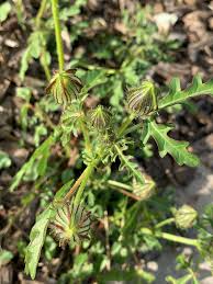 Image result for Hibiscus tridactylites