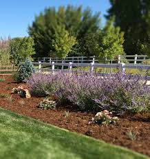 Maybe you would like to learn more about one of these? Russian Sage Is The January 2017 Plant Of The Month Glacier View Landscape And Design Inc