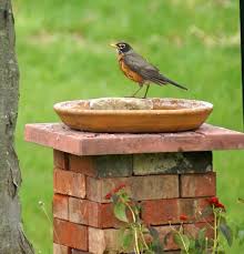 Bird In Bird Bath Video Robins Nesting Place Birdbaths Diy Bird Bath Brick Garden Diy Garden Decor