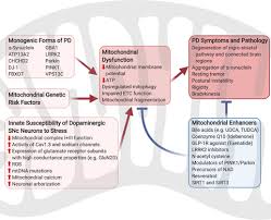 Consult a doctor for medical advice. The Multi Faceted Role Of Mitochondria In The Pathology Of Parkinson S Disease Trinh 2021 Journal Of Neurochemistry Wiley Online Library