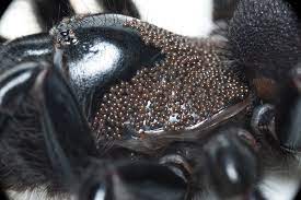 In the case of human parasites, some tie this phenomenon to failure of human beings themselves. What Is A Parasite The Australian Museum