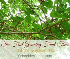 Maybe you would like to learn more about one of these? Six Fast Growing Fruit Trees And One Vegetable Schneiderpeeps