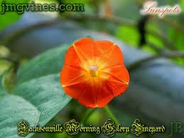 Image result for Ipomoea hederifolia