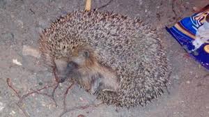 Aksi panggung sojaru band membawakan lagu jangan bilang i love you punya numata band. à¦à¦à¦° à¦ª à¦¯ à¦¨ à¦ à¦ à¦ à¦¯ à¦¬ à¦¸à¦ à¦° à¦ à¦¬à¦ à¦² à¦ à¦ à¦ª à¦°à¦ à¦¤ à¦° à¦ª à¦° à¦£ European Hedgehog Are Very Shy Hedgehog Youtube