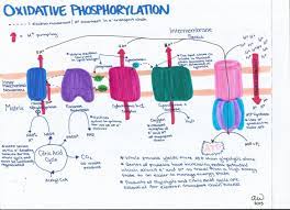 Cell Biology Study Guides Cell Biology Microbiology Study Cell Biology Notes