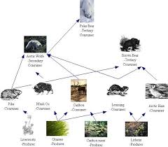 Arctic Tundra Biome Food Web Practically The Entire Food Chain Of The Arctic Tundras 5 Biomes Arctic Tundra Food Web