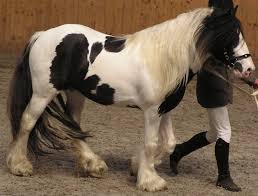 As a matter of pride, they survive by their wits, and use only those powers of nature that may be unlocked through rational methodologies. Datei Irish Tinker Horse Jpg Wikipedia