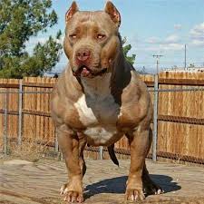 Giant Dog Breeds In 2020 Bully Dog Pitbull Dog Bully Breeds Dogs