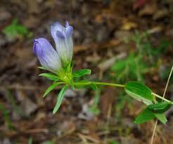 Image result for Gentianaceae
