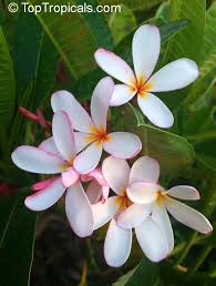 Plumeria Obtusa Dwarf Singapore Pink Click To See Full Size Image Plumeria Rare Plants Garden Catalogs