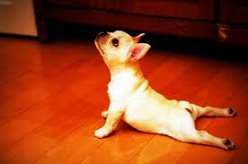 Pin By Denisse De Jesus On Social Media Lol S Dog Yoga Puppies Yoga Upward Dog
