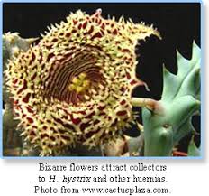 Image result for Huernia kirkii
