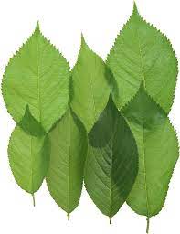 Green Leaves Leaves Plant Leaves Green Leaves