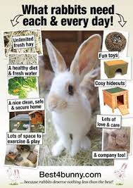 150 Rabbit Info Ideas Rabbit Bunny Care Rabbit Care