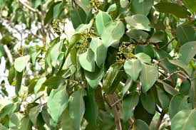 Image result for Syzygium niassense