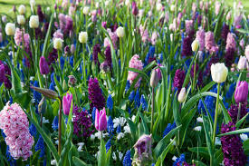 The Top 4 Flower Bulb Combinations In 2020 Bulb Flowers Iris Garden Hyacinths Garden