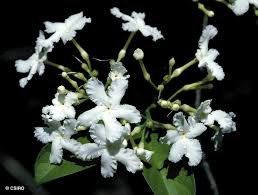 Image result for Tabernaemontana odoratissima