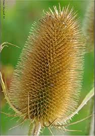 Image result for Dipsacus