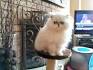 Think Twice Before you Buy A Teacup Persian Cat-Kittentoob