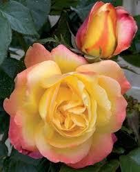 10/131,073 on 25 apr 2002 the new variety of rosa hybrida hybrid tea rose plant was created at yamhill, oreg. Pullman Orient Express Meilland Rosen Blumen Flowerpower