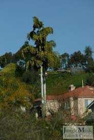 Image result for Caryota