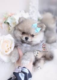 Maybe you would like to learn more about one of these? Tiny Teacup Pomeranian Puppies Teacup Puppies Boutique