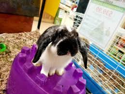 Pin On Inside Greenwood Pets Plants Warren Mi