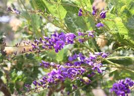Image result for Hardenbergia comptoniana