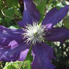 All about clematis by goldfinch4 on february 21, 2012. Lady Betty Balfour Clematis Lady Betty Balfour Online Kaufen
